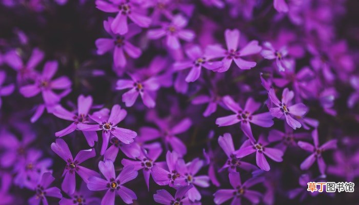 人间富贵花是什么意思