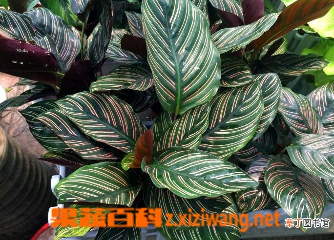 双线竹芋有毒吗 双线竹芋怎么养