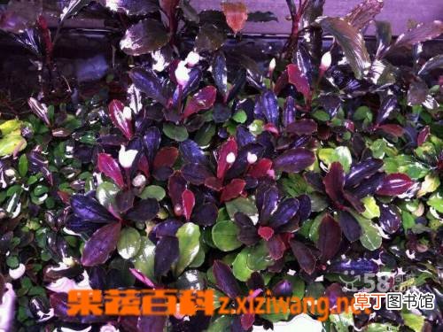 辣椒榕图片 盆栽辣椒榕养殖技巧