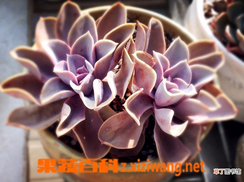 紫珍珠图片 多肉紫珍珠怎么养