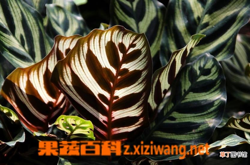 孔雀竹芋的养殖方法