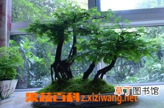 水杉盆景怎么养