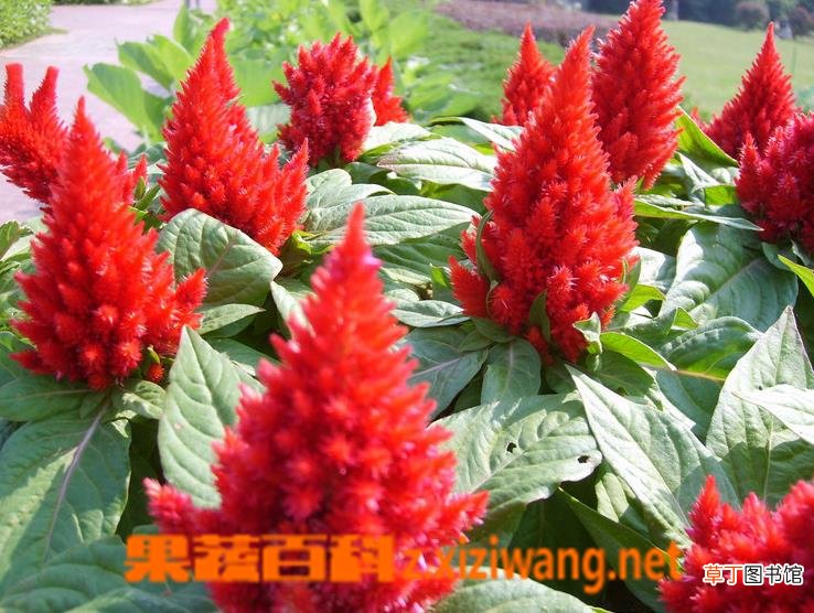后庭花的养殖方法