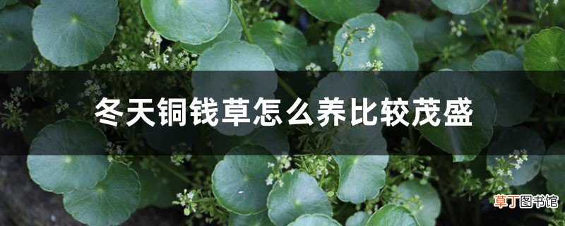 冬天铜钱草怎么养比较茂盛