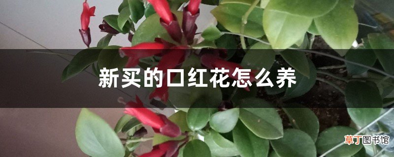 新买的口红花怎么养