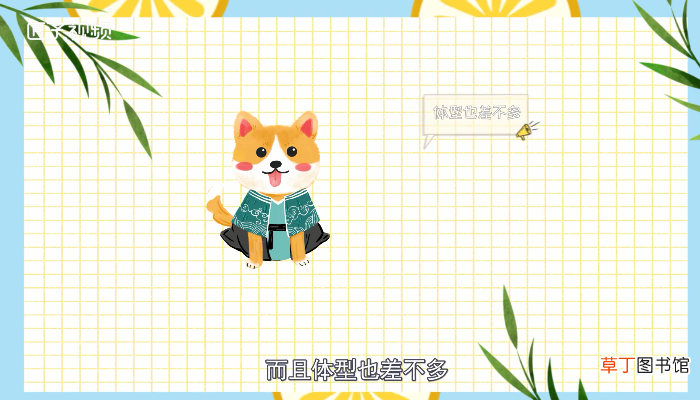 柴犬和秋田犬的区别