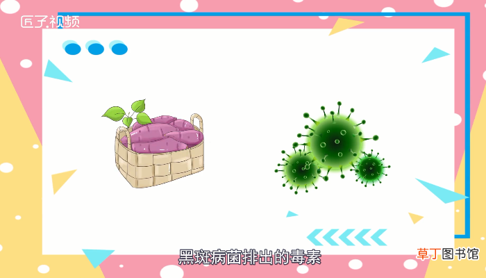 红薯发芽了还能吃吗