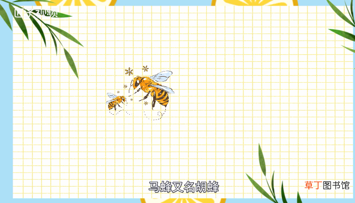 马蜂蛰了怎么处理