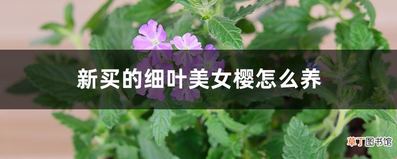 新买的细叶美女樱怎么养
