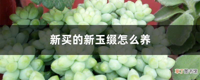 新买的新玉缀怎么养