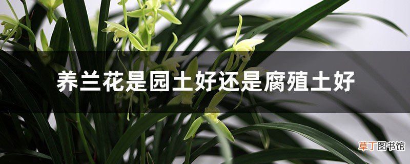 养兰花是园土好还是腐殖土好,土壤怎么配好