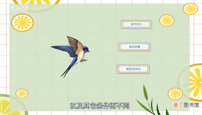 鸟类有哪些