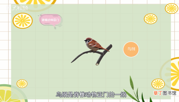 鸟类有哪些