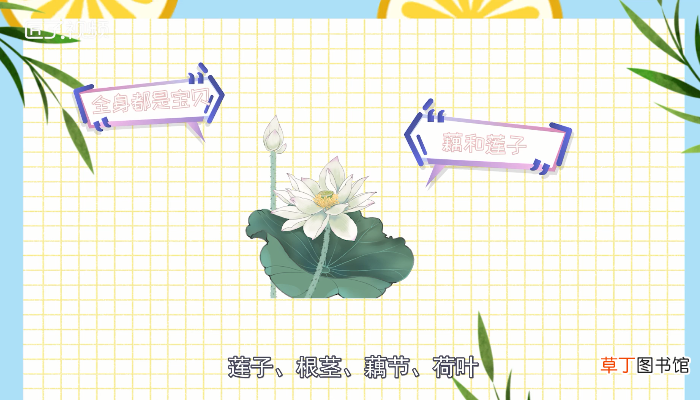 荷花的别称