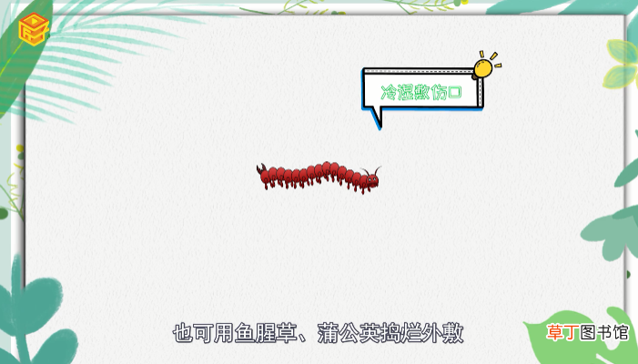 蜈蚣有毒吗