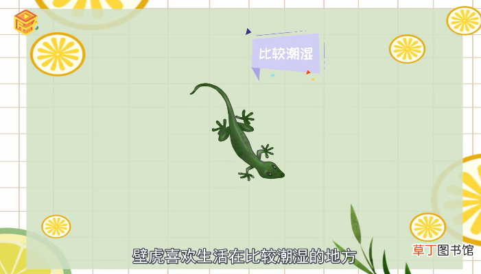 壁虎有毒吗