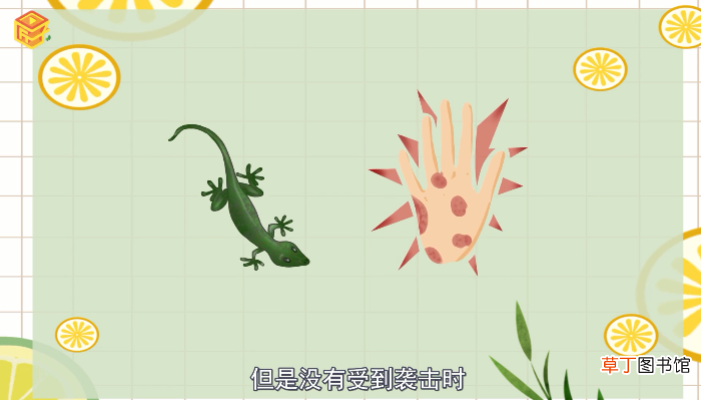 壁虎有毒吗