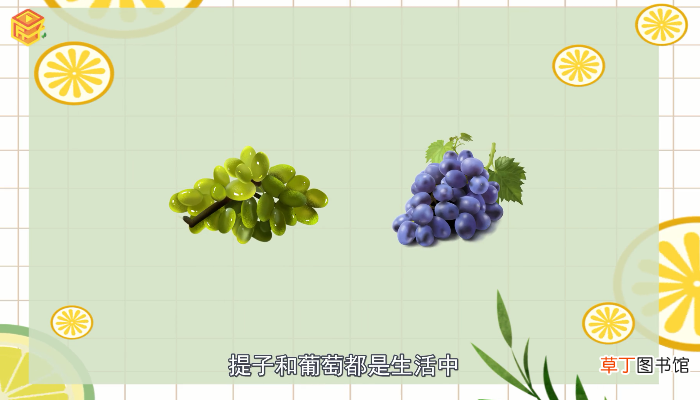提子和葡萄的区别