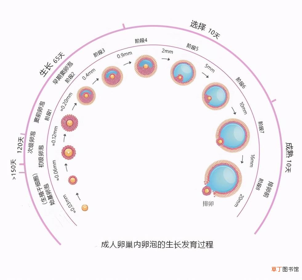 打促排卵针卵泡不长怎么办 促排卵针打后多久排卵