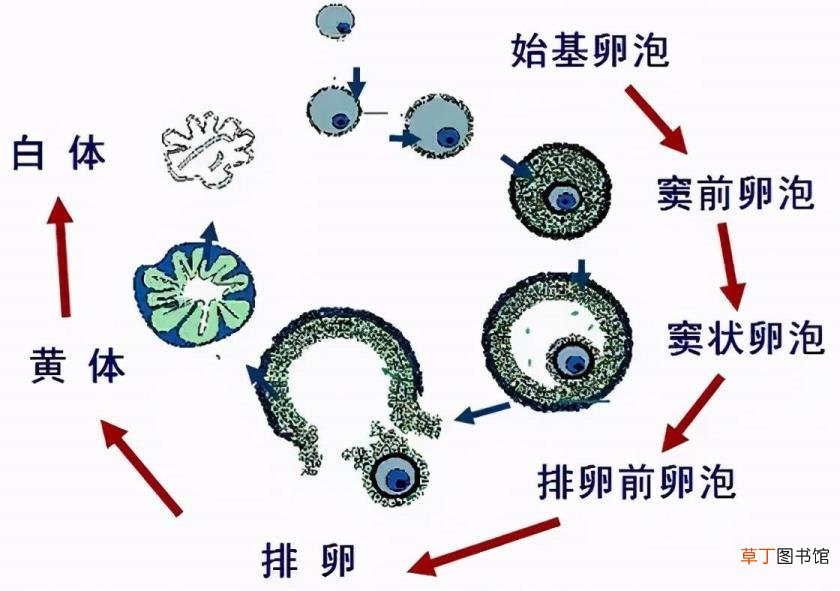 打促排卵针卵泡不长怎么办 促排卵针打后多久排卵