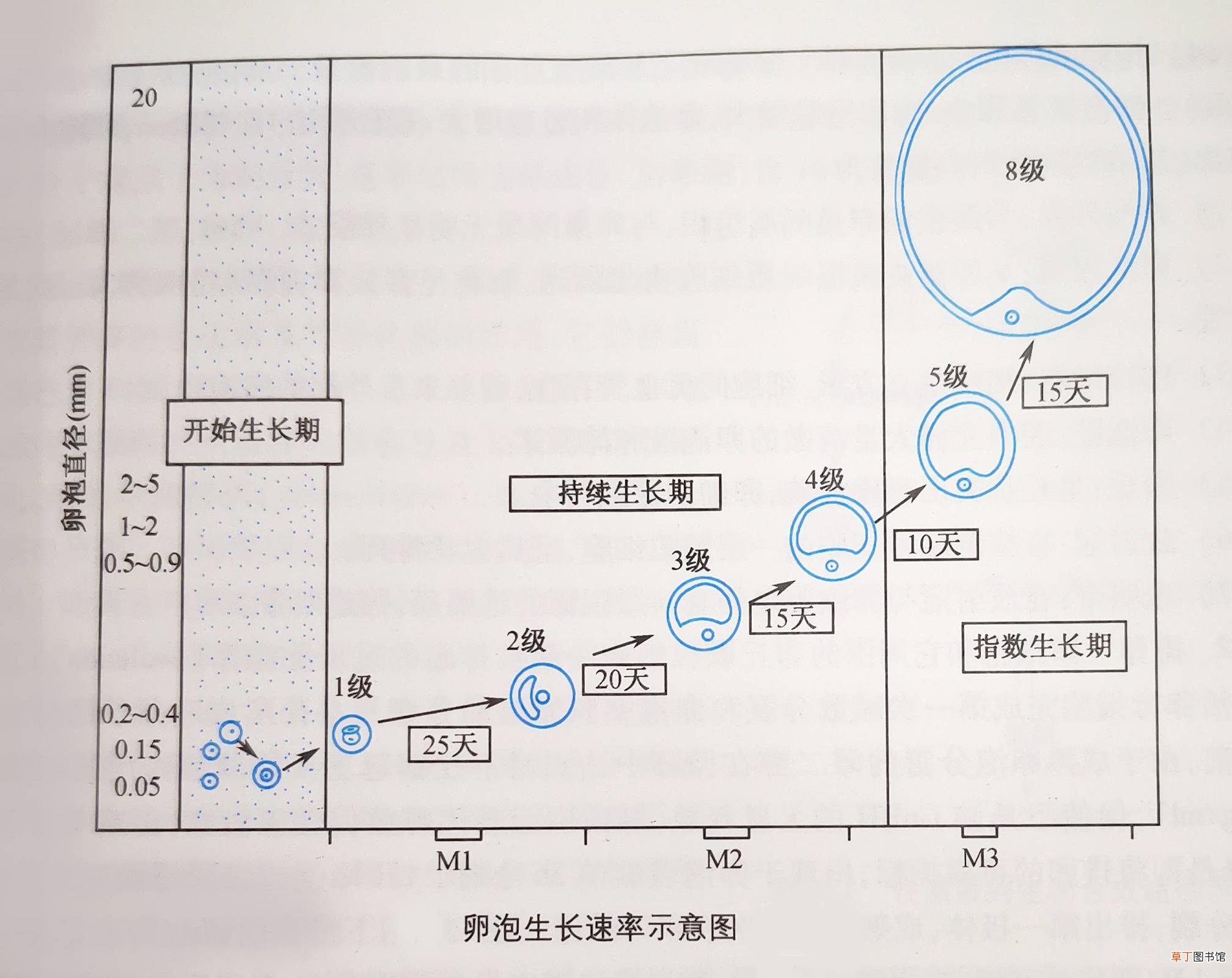 打促排卵针卵泡不长怎么办 促排卵针打后多久排卵