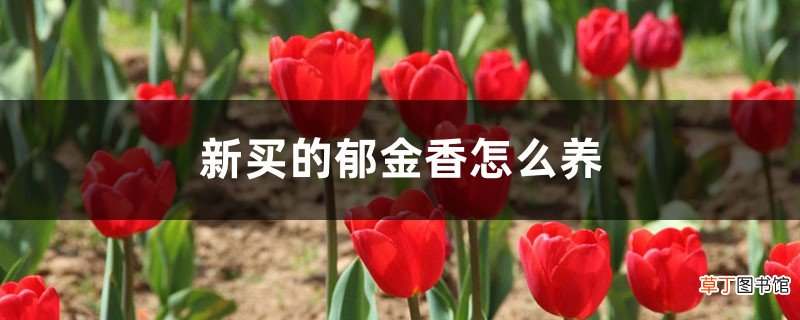 新买的郁金香怎么养