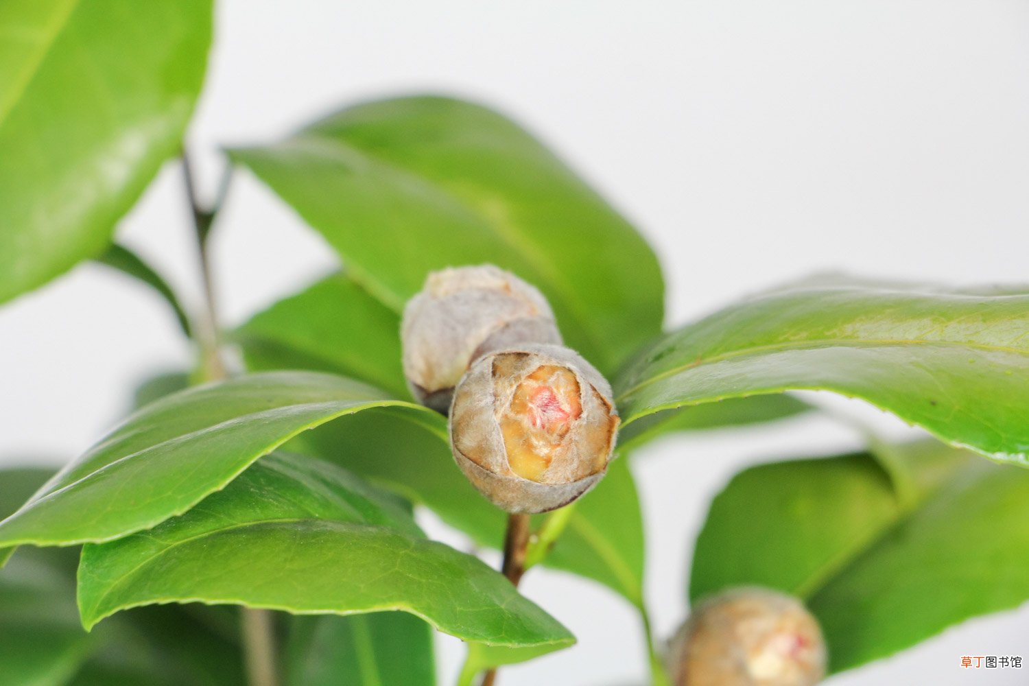 山茶花在室内怎么养，在家里养好不好