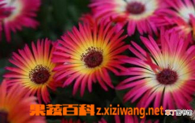 松叶菊图片 松叶菊怎么种