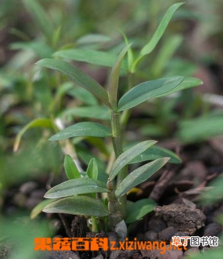 铁皮石斛图片 铁皮石斛种植大全