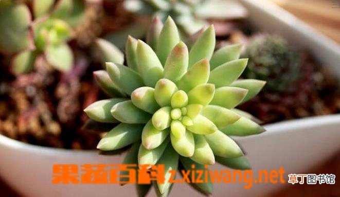 多肉植物千佛手怎么养