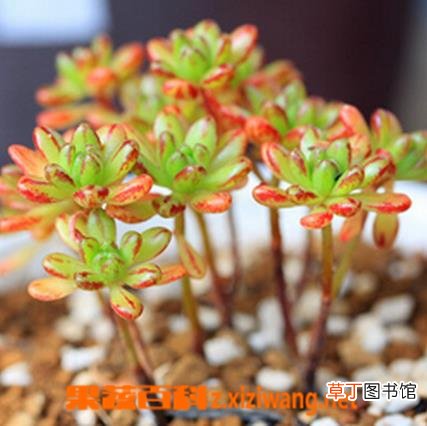 多肉植物小人祭怎么养