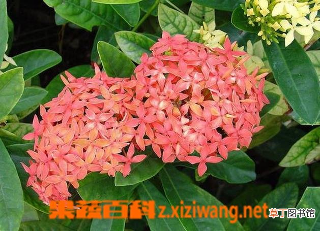 龙船花的种植方法