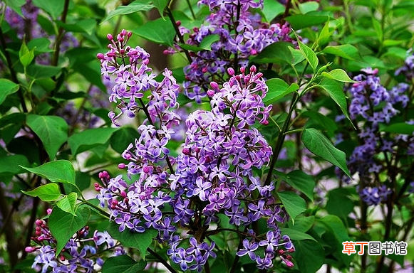 丁香花怎么养殖 丁香花养殖要注意些什么