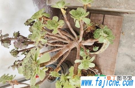 给多肉小苗浇水要注意什么 多肉发的小苗怎么浇水好