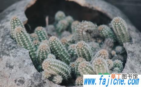 给多肉小苗浇水要注意什么 多肉发的小苗怎么浇水好