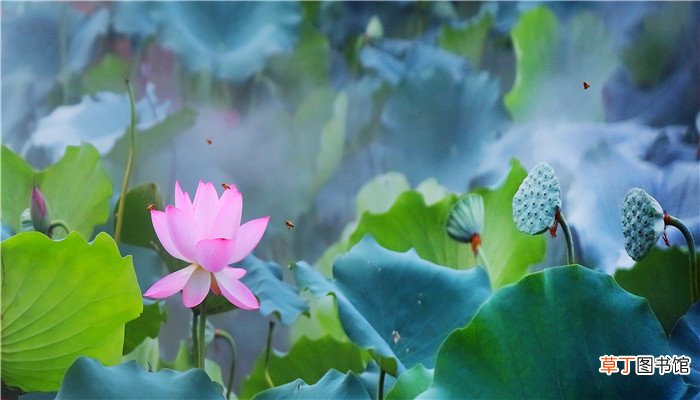 什么时候三伏天结束