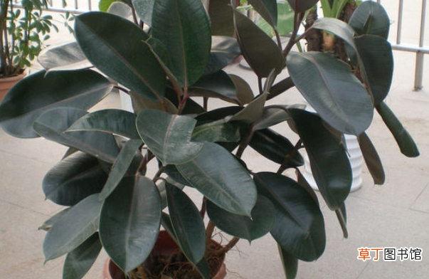 植物黑金刚的栽培养殖方法