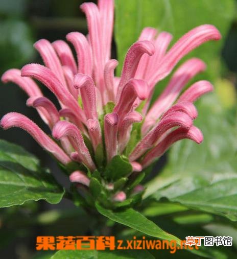 珊瑚花图片 珊瑚花怎么种