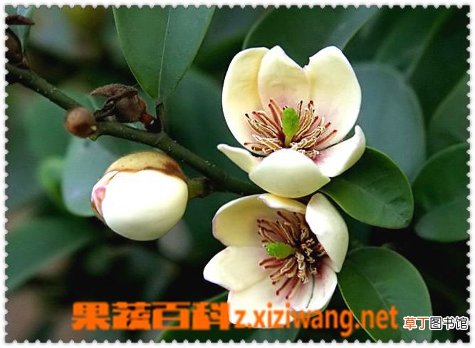 含笑图片 含笑种植大全