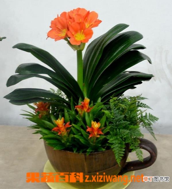 君子兰开花后怎么办