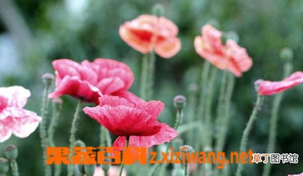 虞美人开花后怎么办