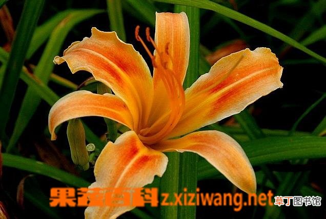 萱草图片 萱草种植技巧方法
