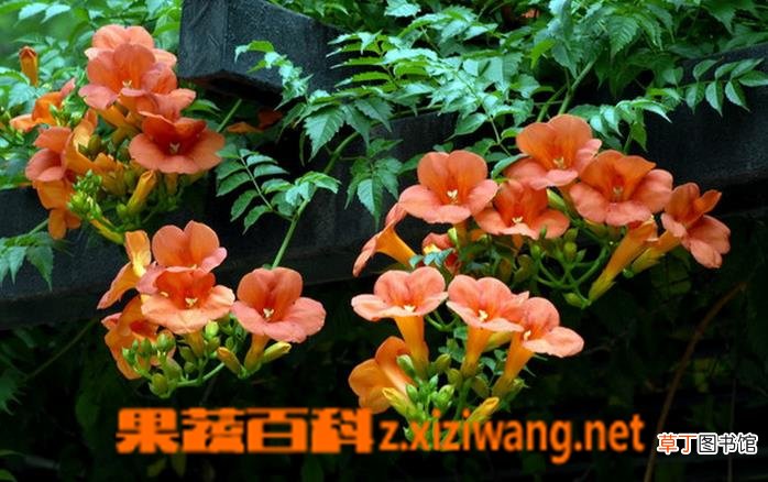 凌霄花图片 凌霄花种植大全