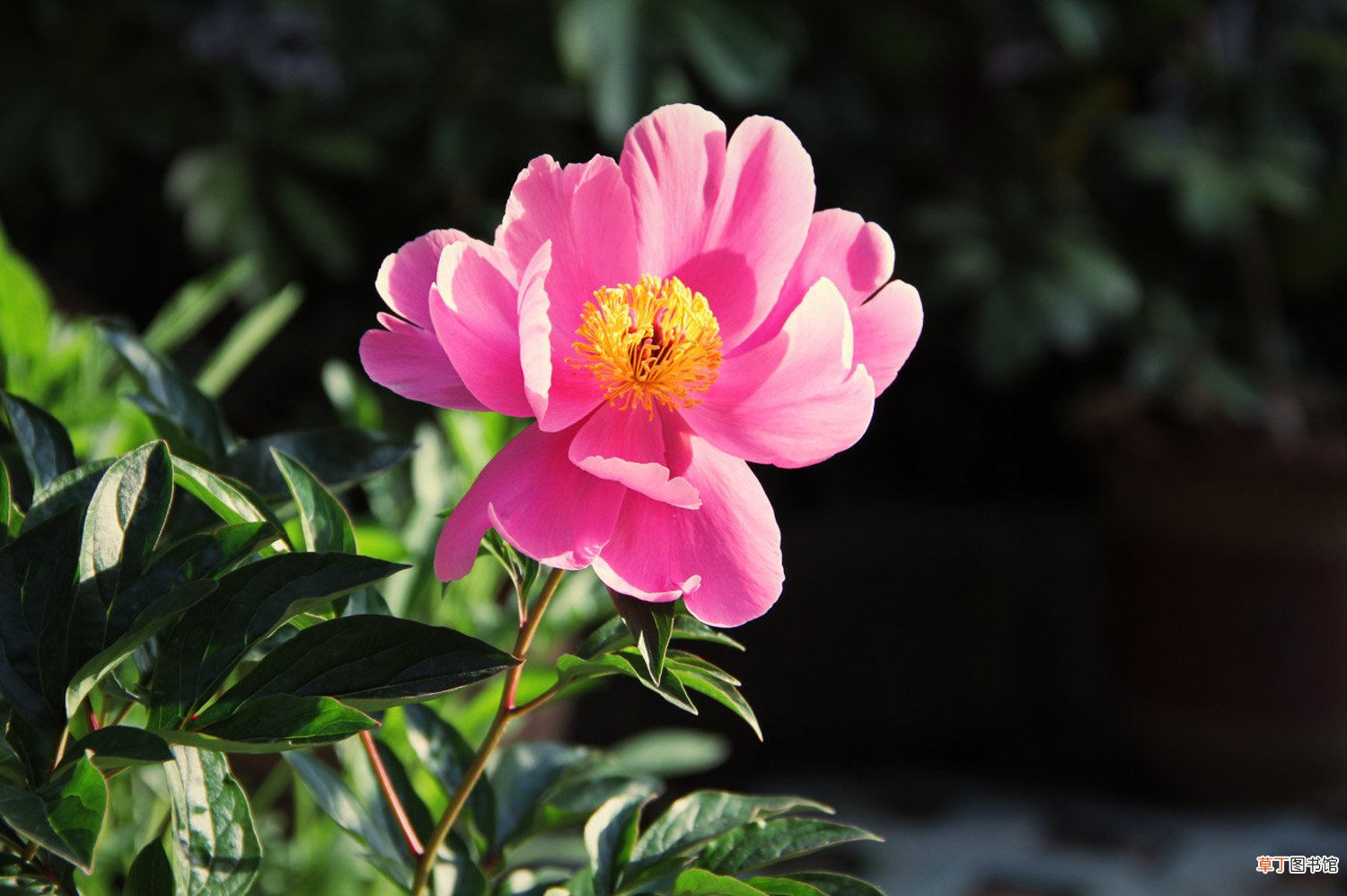 芍药是什么植物，芍药是花还是树