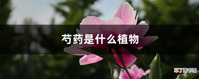 芍药是什么植物，芍药是花还是树