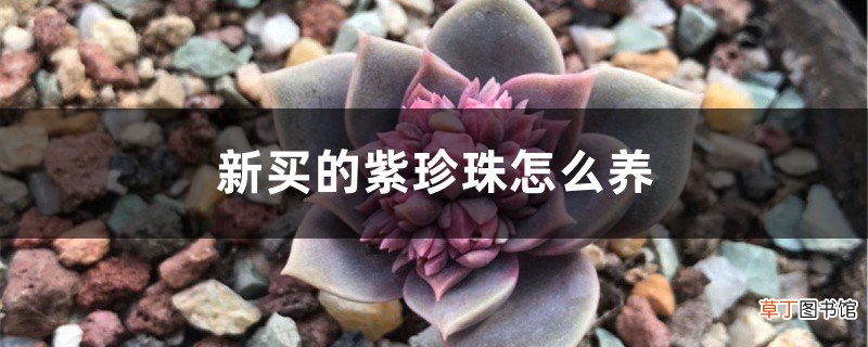 新买的紫珍珠怎么养
