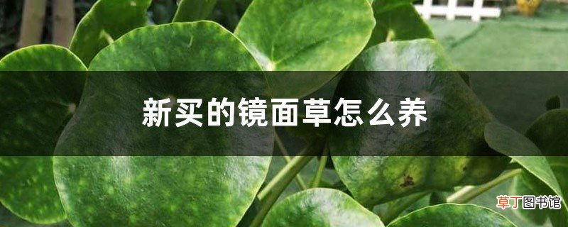 新买的镜面草怎么养