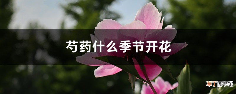 芍药什么季节开花，芍药能四季开花吗