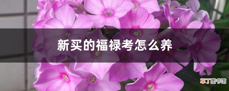 新买的福禄考怎么养