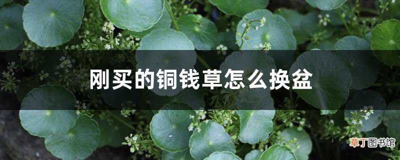刚买的铜钱草怎么换盆,铜钱草换盆后打蔫